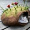 Аврора фотография