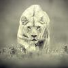 Ассоциации - последнее сообщение от Lioness
