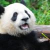 Китай - новый мировой лидер - последнее сообщение от Панда